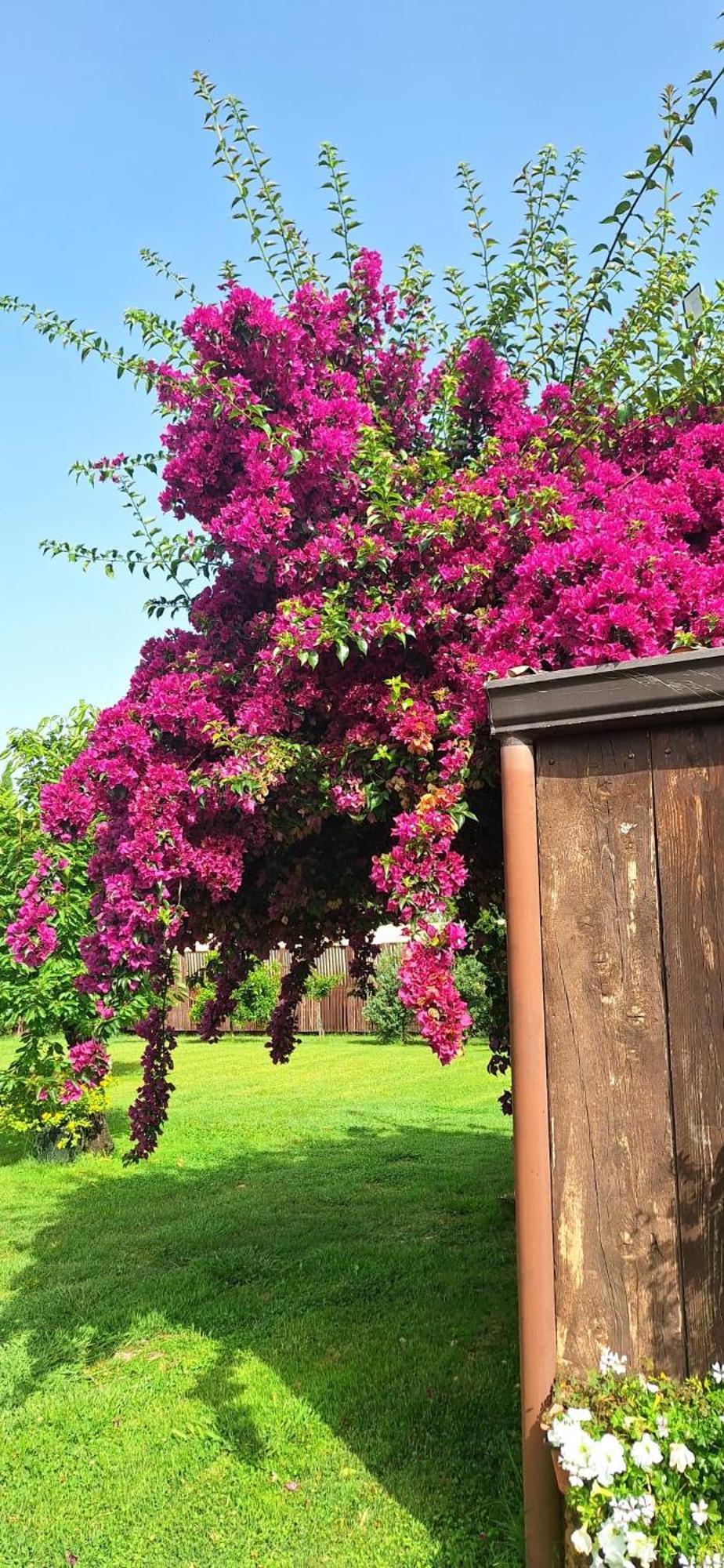 Villa Lucilla 알타빌라사일렌티나 외부 사진
